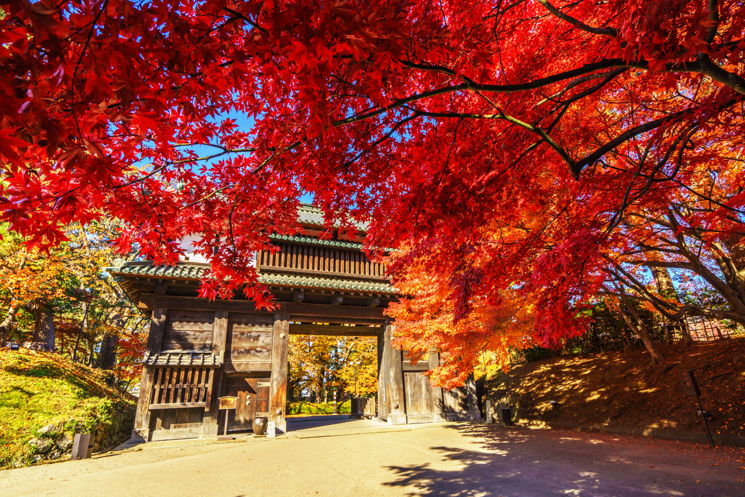弘前城菊与红叶祭17 10 11 12 手机马蜂窝