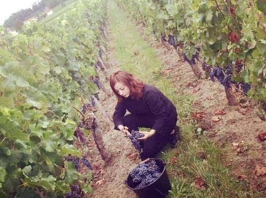 赵薇的法国酒庄不仅奢华还盛产美酒