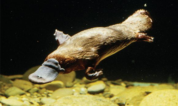              塔斯马尼亚 鸭嘴兽