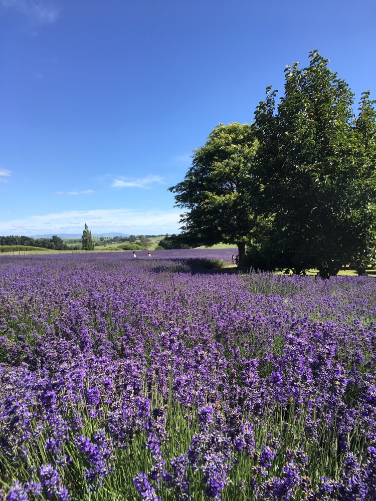 Yarndley's Bush