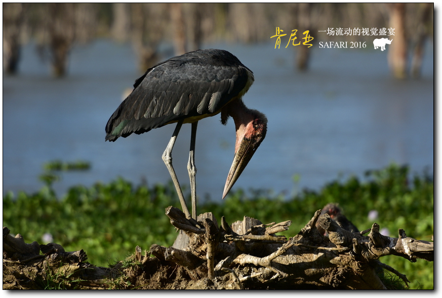 肯尼亞自助遊攻略