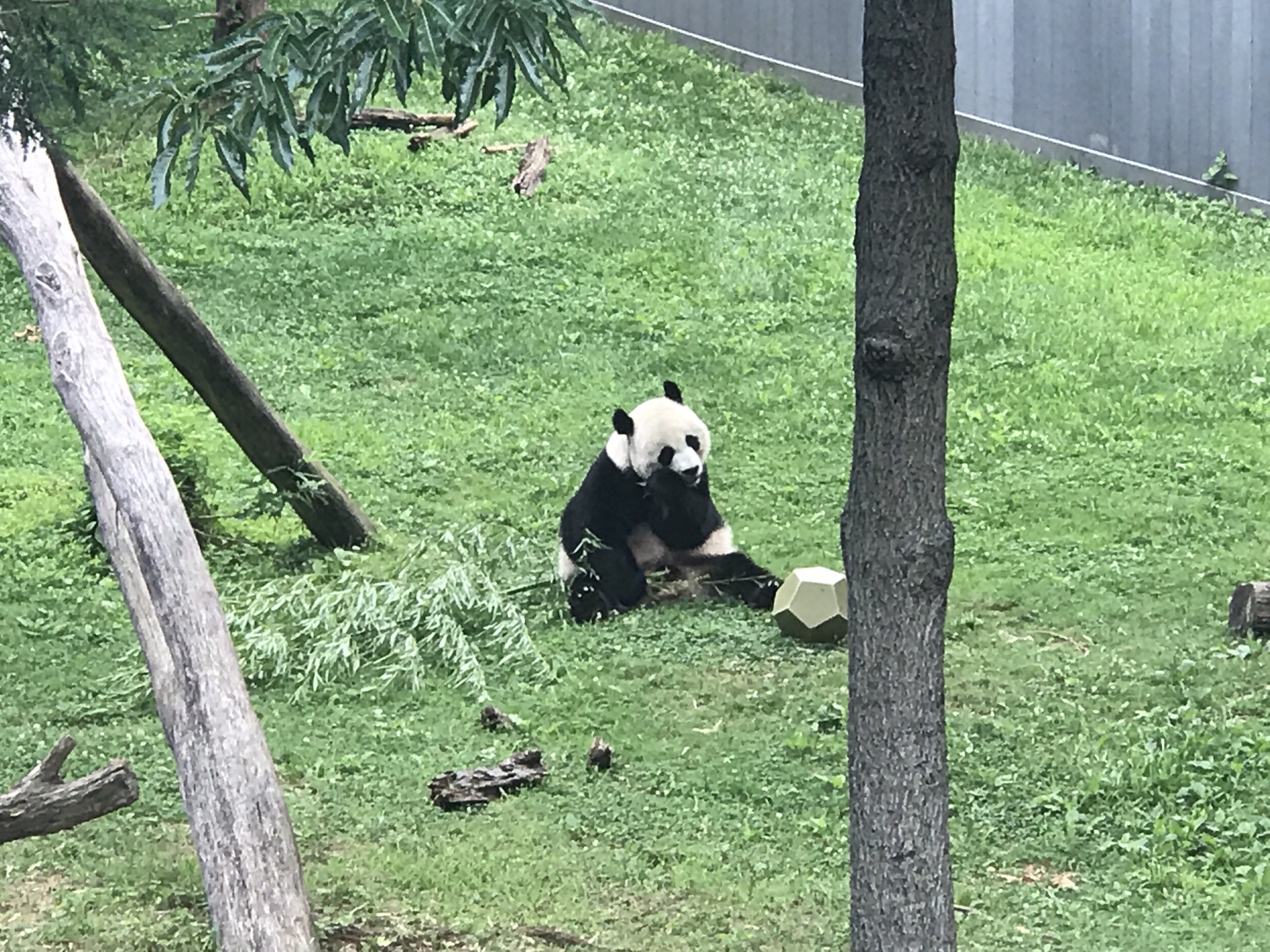 華盛頓自助遊攻略