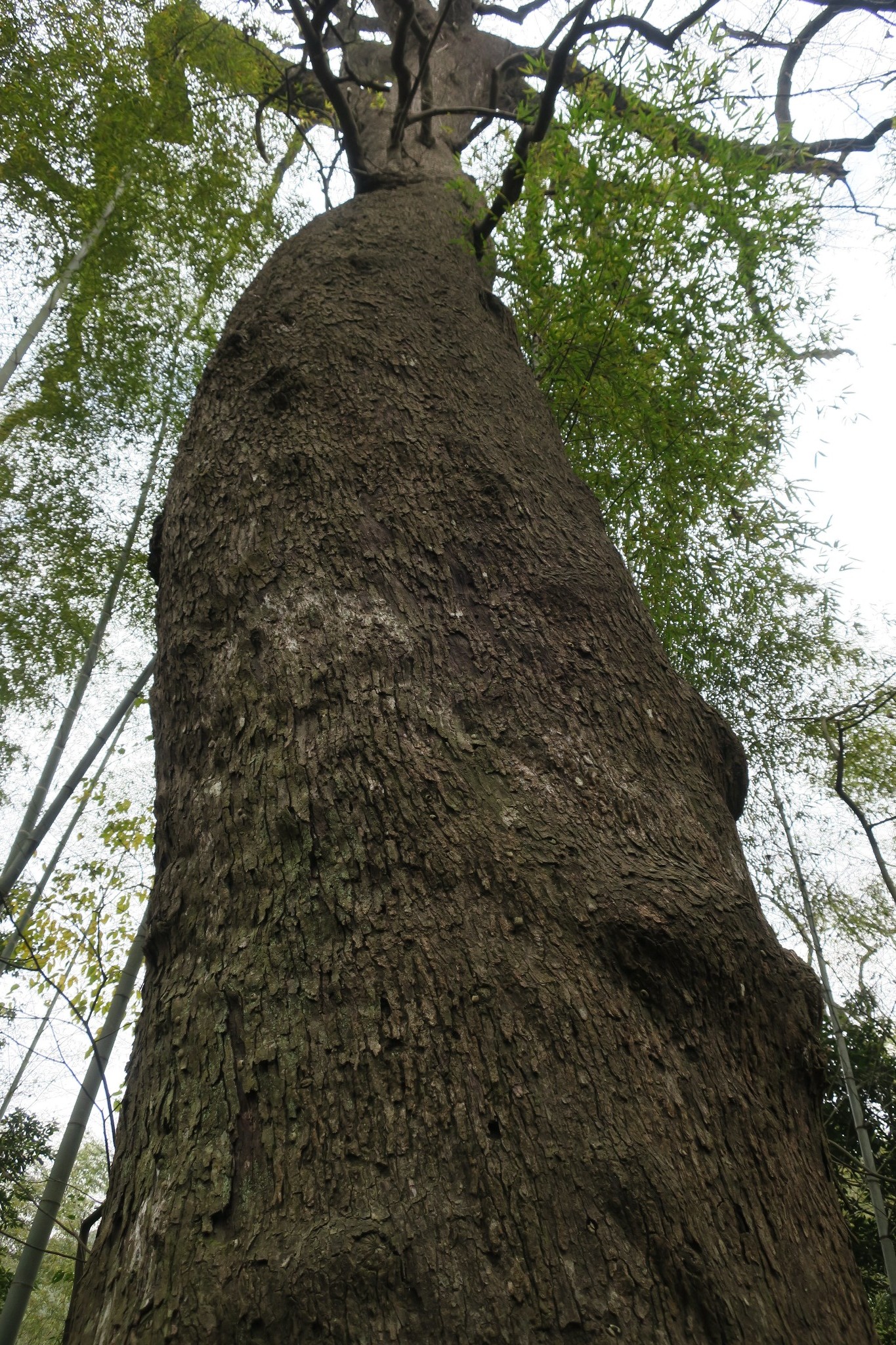 我在浙里12十里琅珰云栖竹径