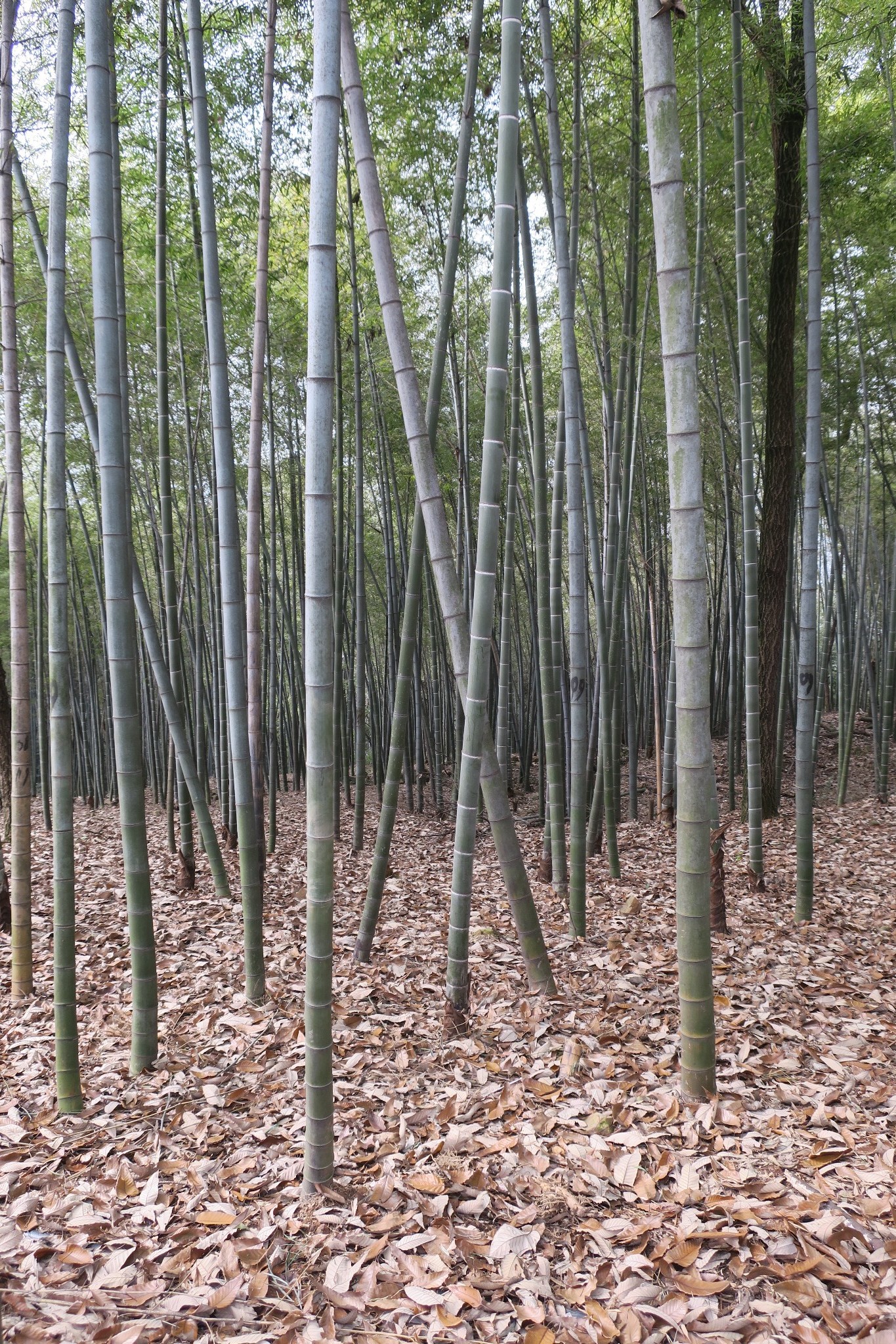 我在浙里12十里琅珰云栖竹径