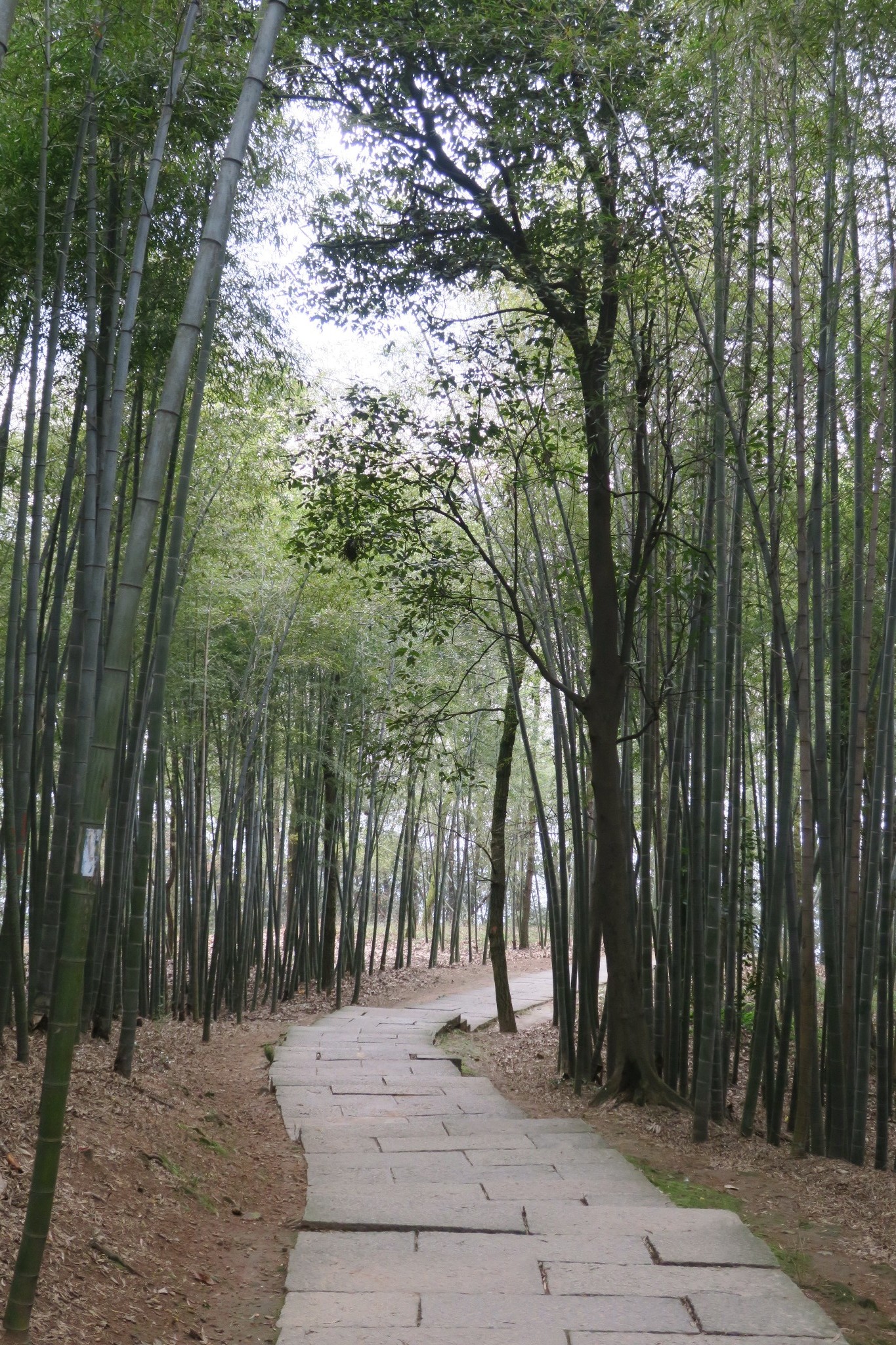 我在浙里12十里琅珰云栖竹径