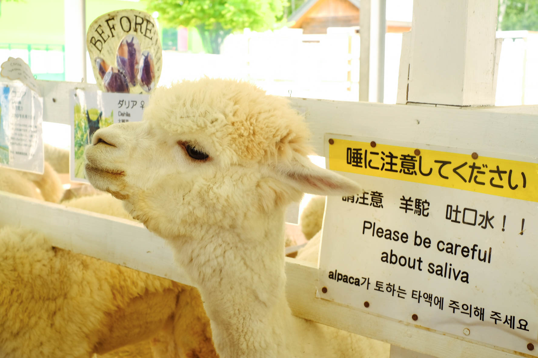 北海道自助遊攻略