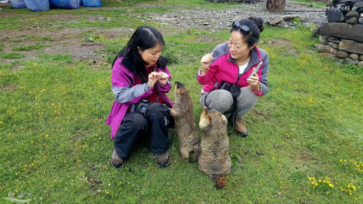 徒步莫斯卡擁抱雪豬子膜拜亞青寺露營新路海川西環線自駕攻略