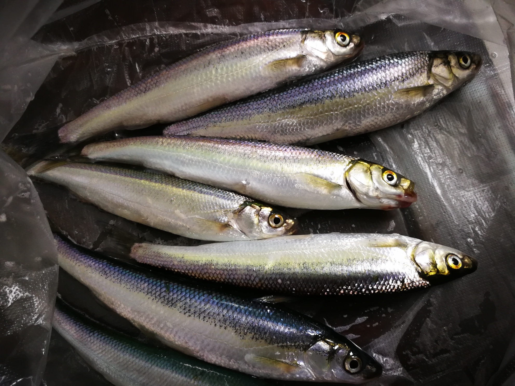 抚仙湖避暑记(2017年7月12日——8月1日),澄江自助游攻略 - 马蜂窝