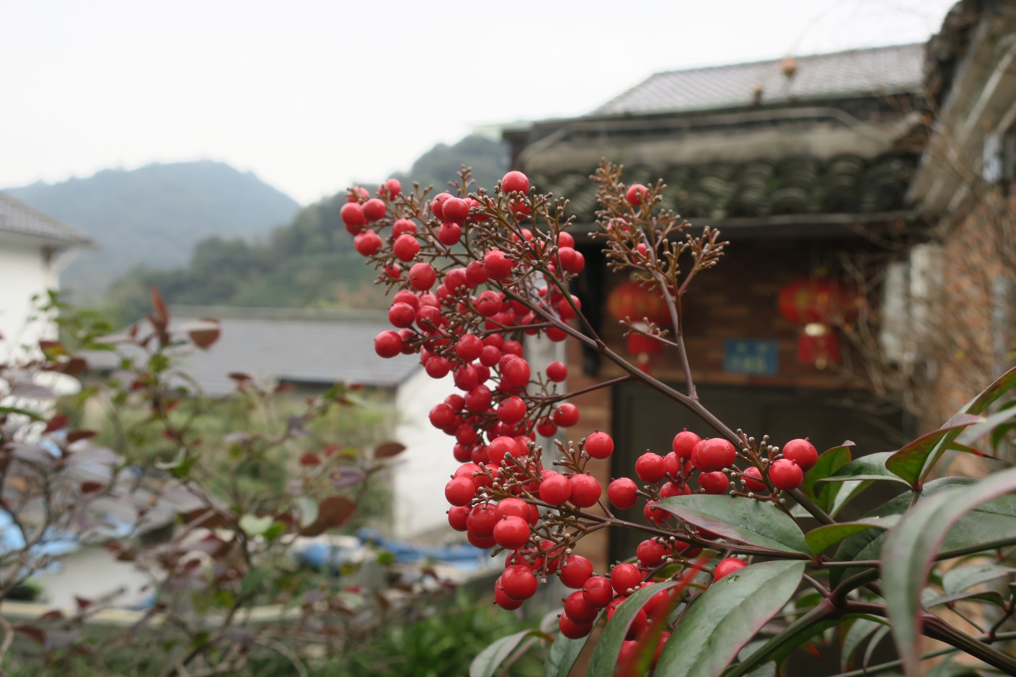 我在浙里12十里琅珰云栖竹径