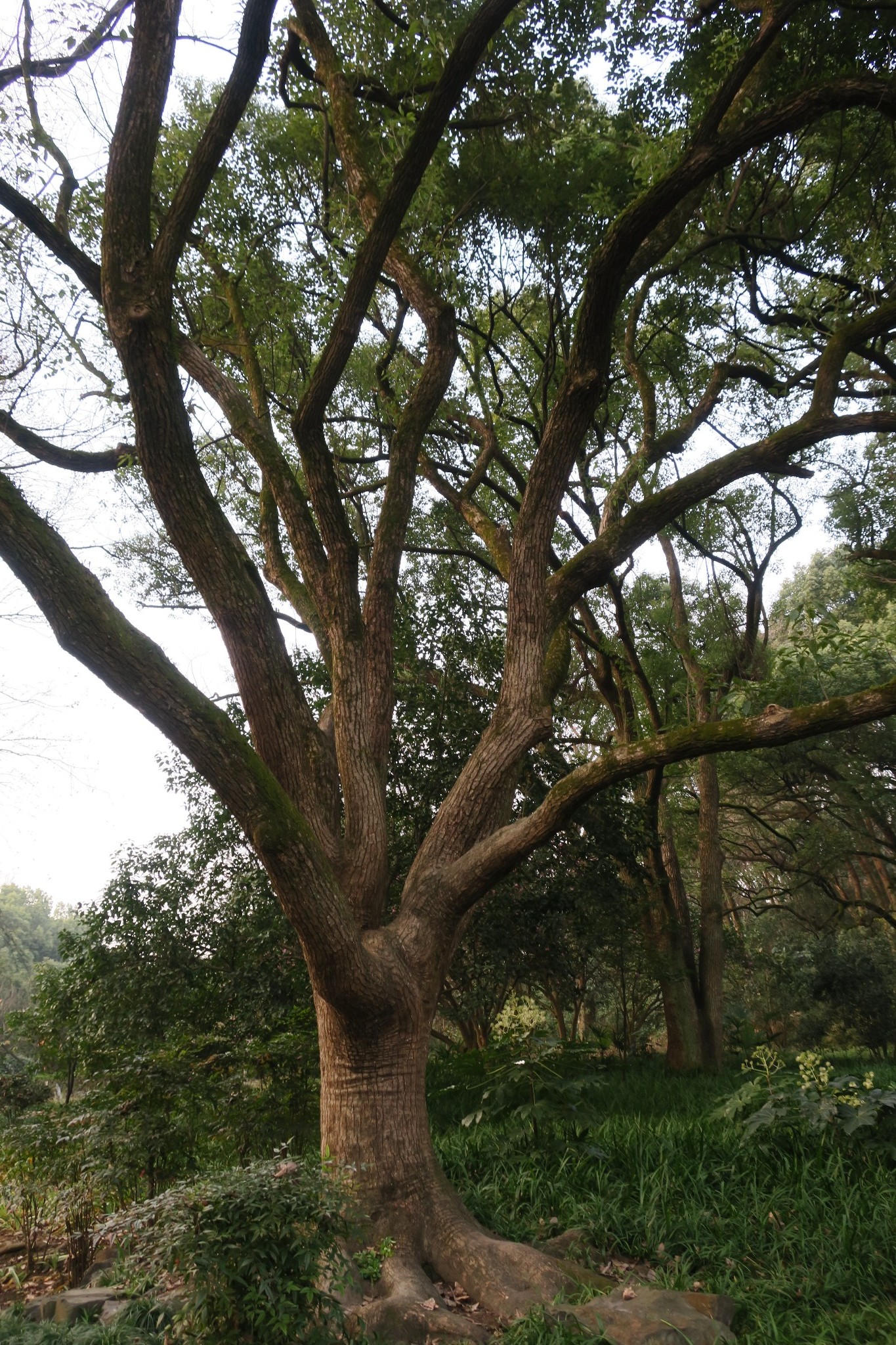 我在浙里12十里琅珰云栖竹径