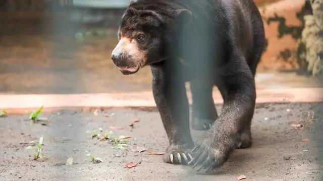 全世界最差动物园?这也配?