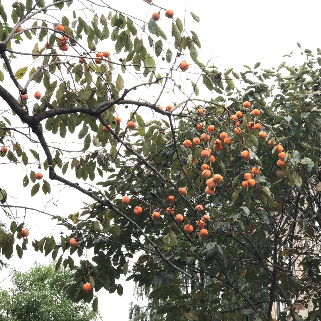 武汉美食-后官湖湿地公园户外烧烤