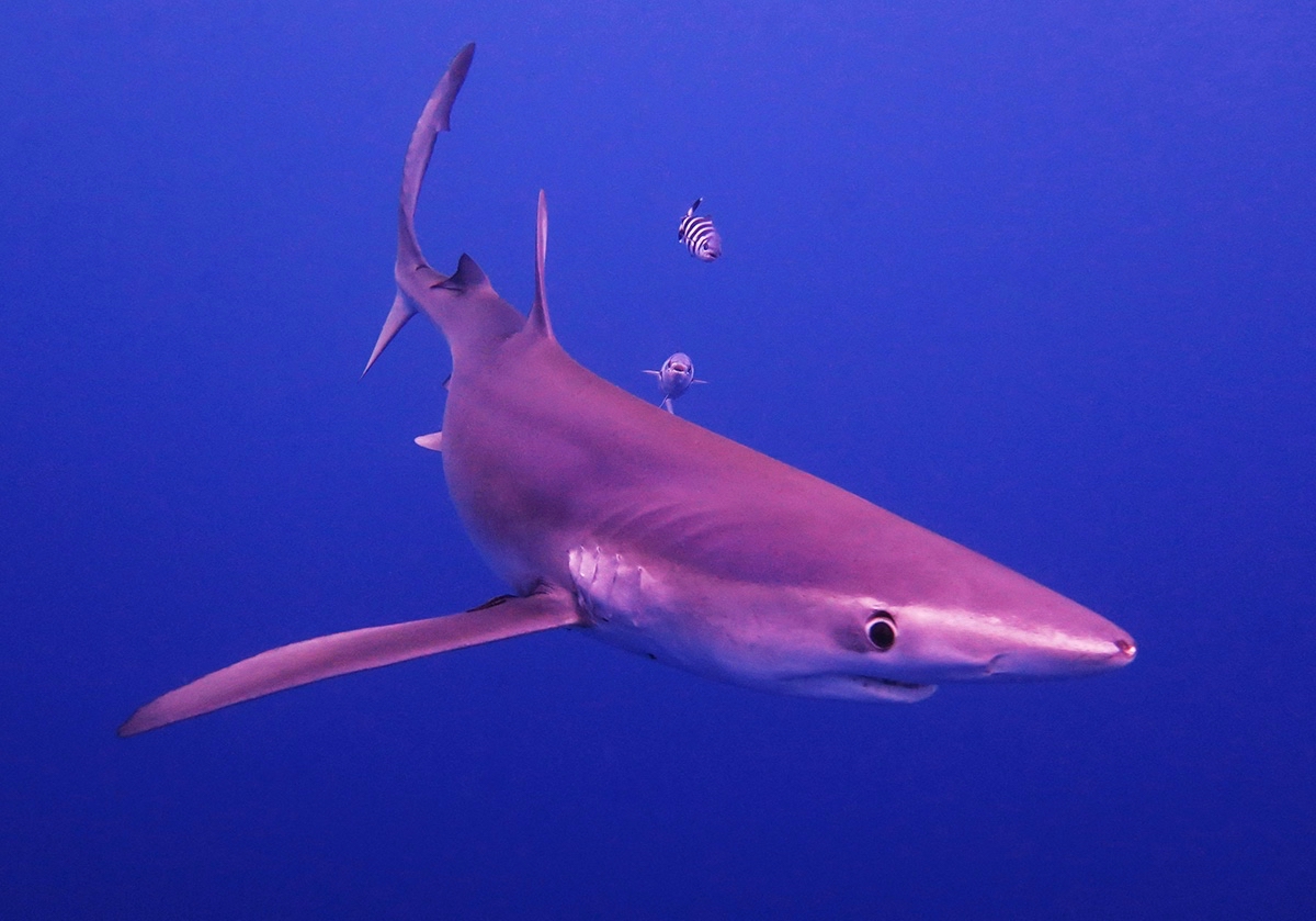 亚速尔群岛潜水观鲸鲨鱼潜记录
