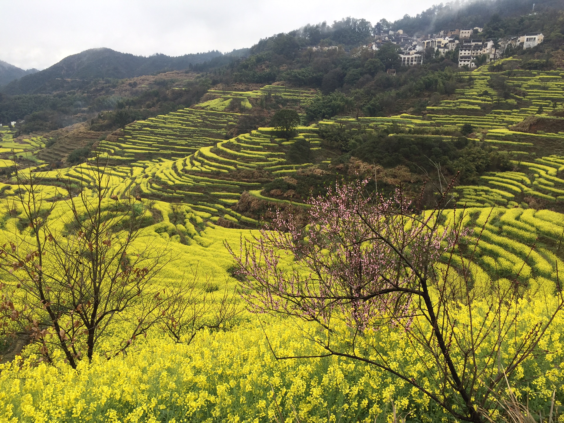 花香村纯山秀春色