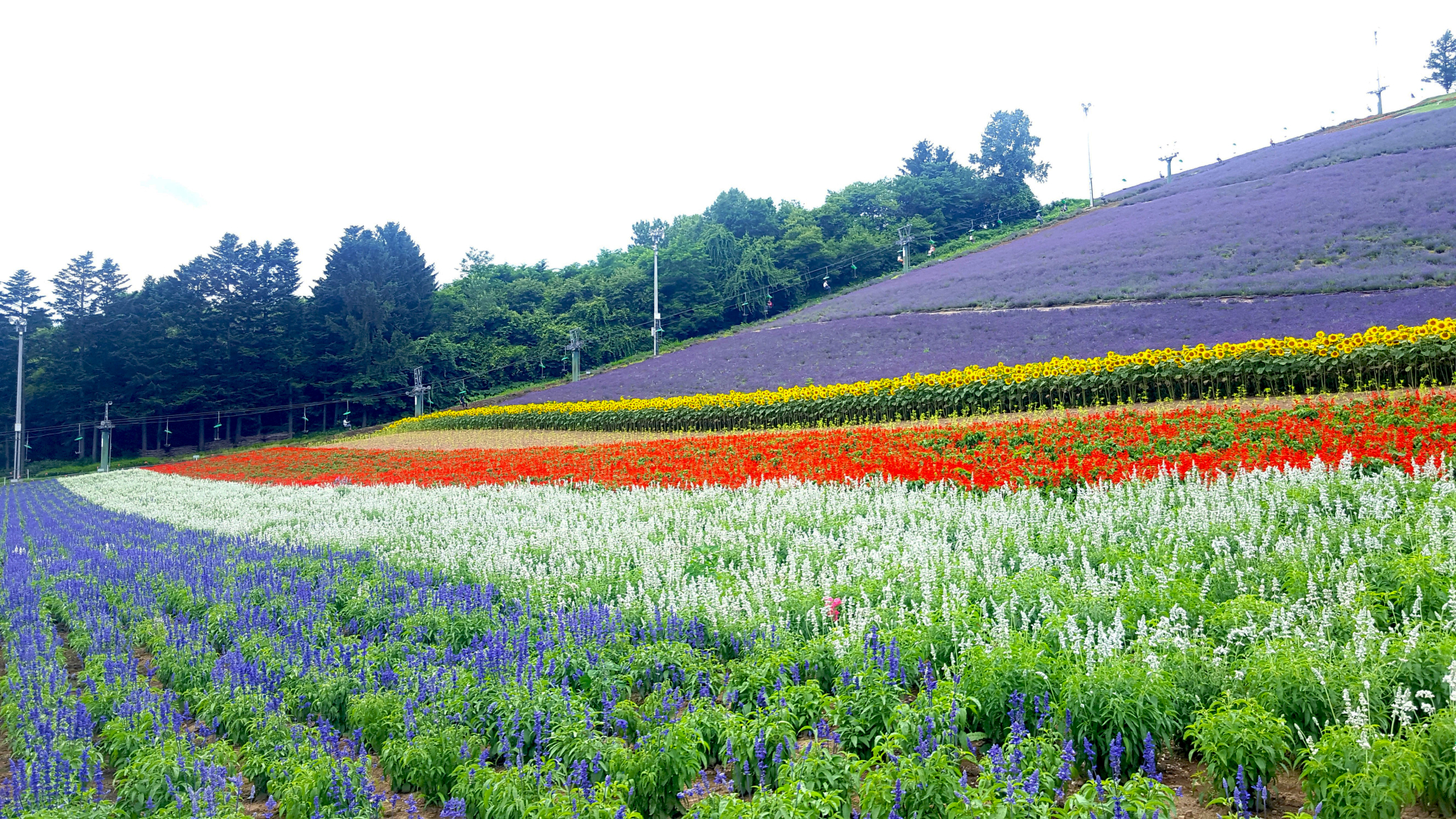 北海道自助遊攻略