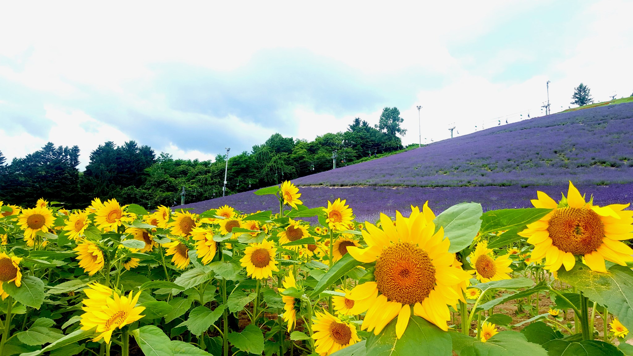 北海道自助遊攻略