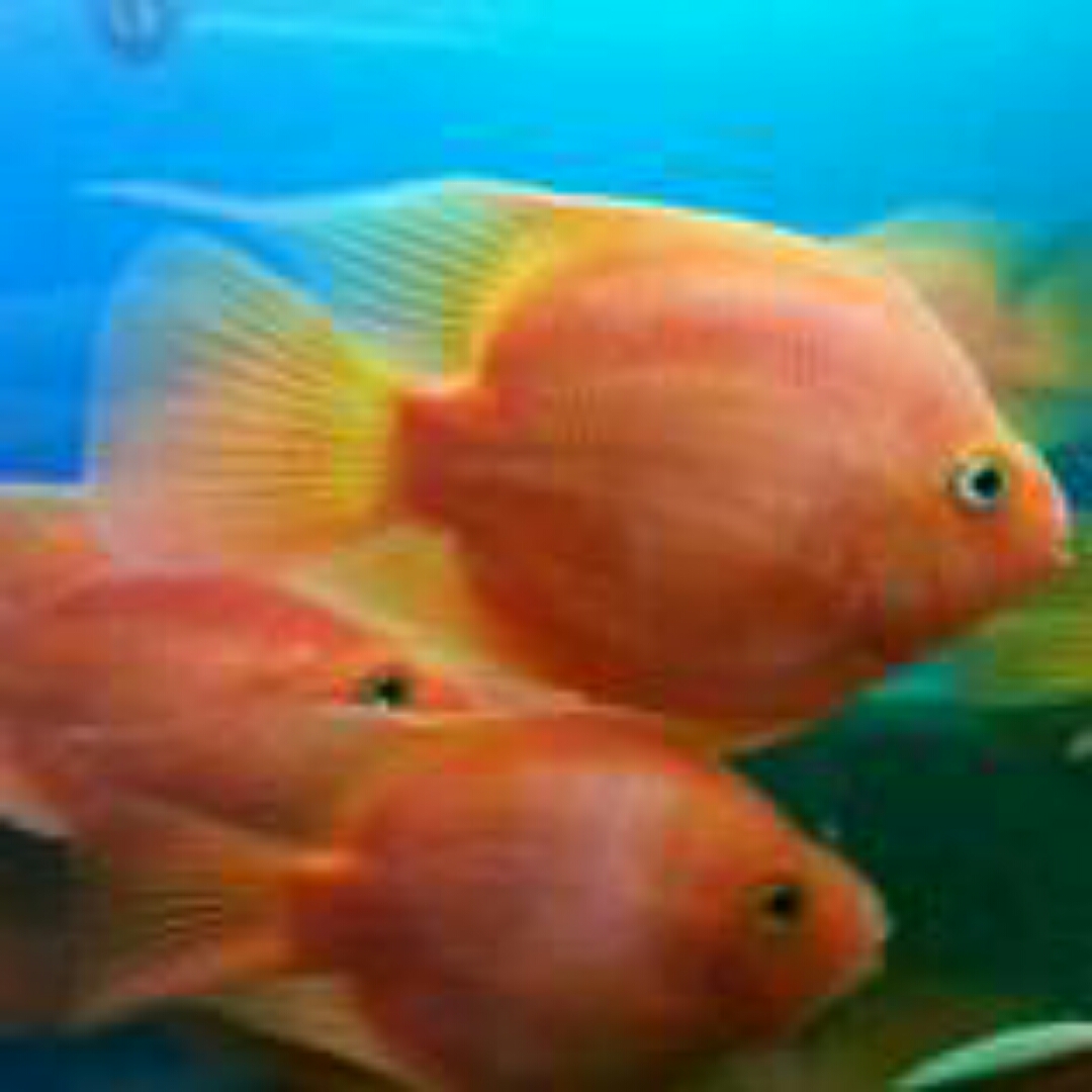 大海