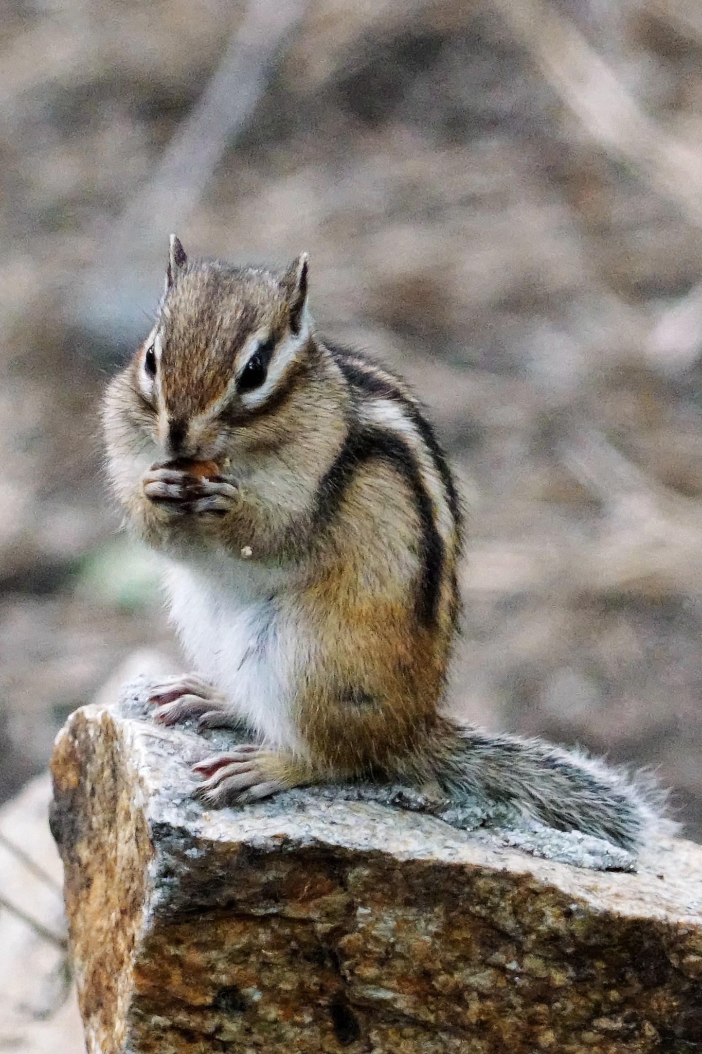 美丽的边境城市黑河市,黑河旅游攻略 - 马蜂窝