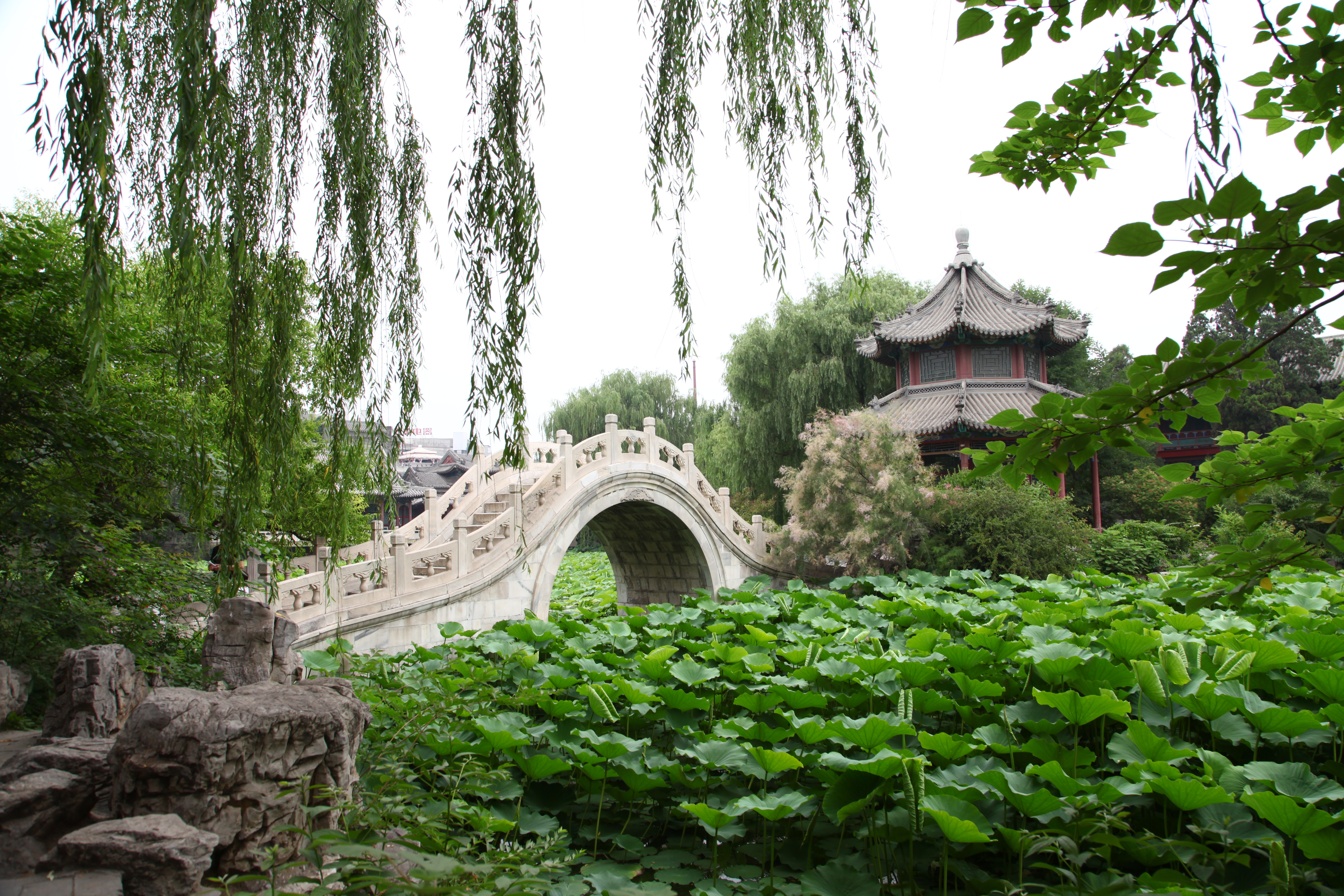 夏游北方"小西湖":保定古莲花池,保定自助游攻略 - 马蜂窝