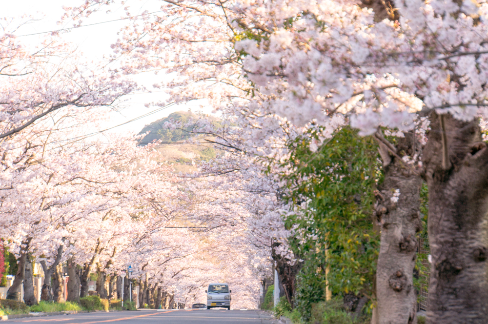 樱花季丨到神奈川赏樱还能寻找《灌篮高手》童年回忆?