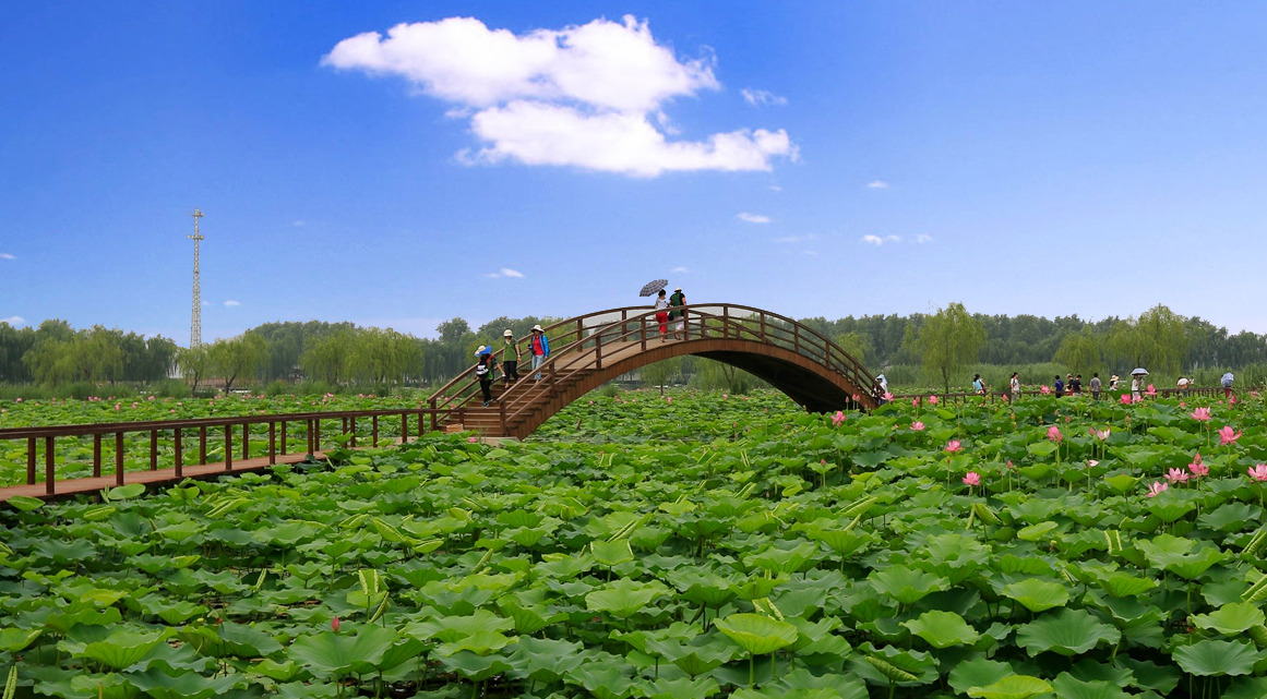 白洋淀荷花大观园图片图片