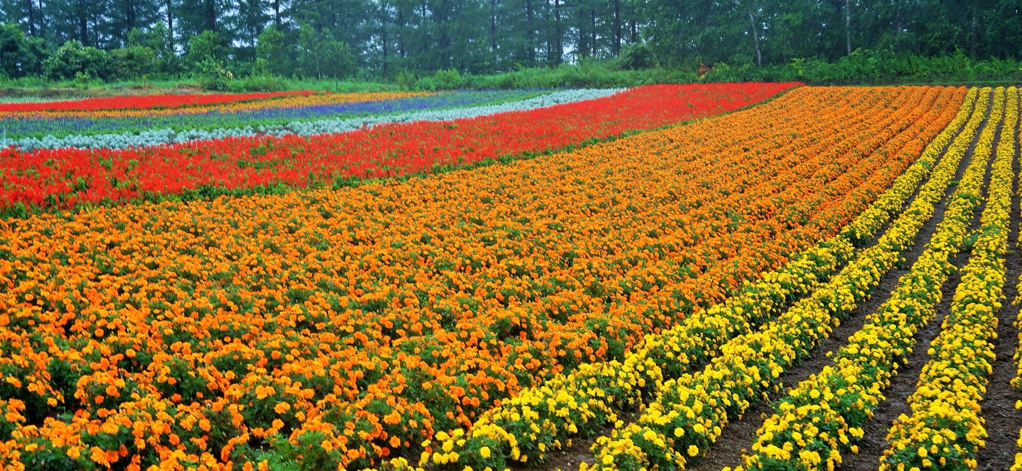 北海道自助遊攻略