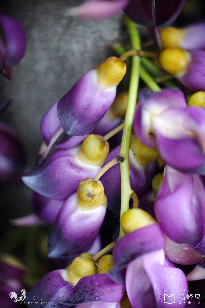 禾雀花开-花都,花都自助游攻略 - 马蜂窝