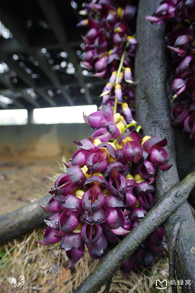 禾雀花开-花都,花都自助游攻略 - 马蜂窝