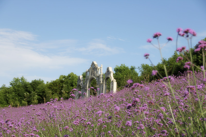 眉山市花海·桂花湖攻略,花海·桂花湖门票