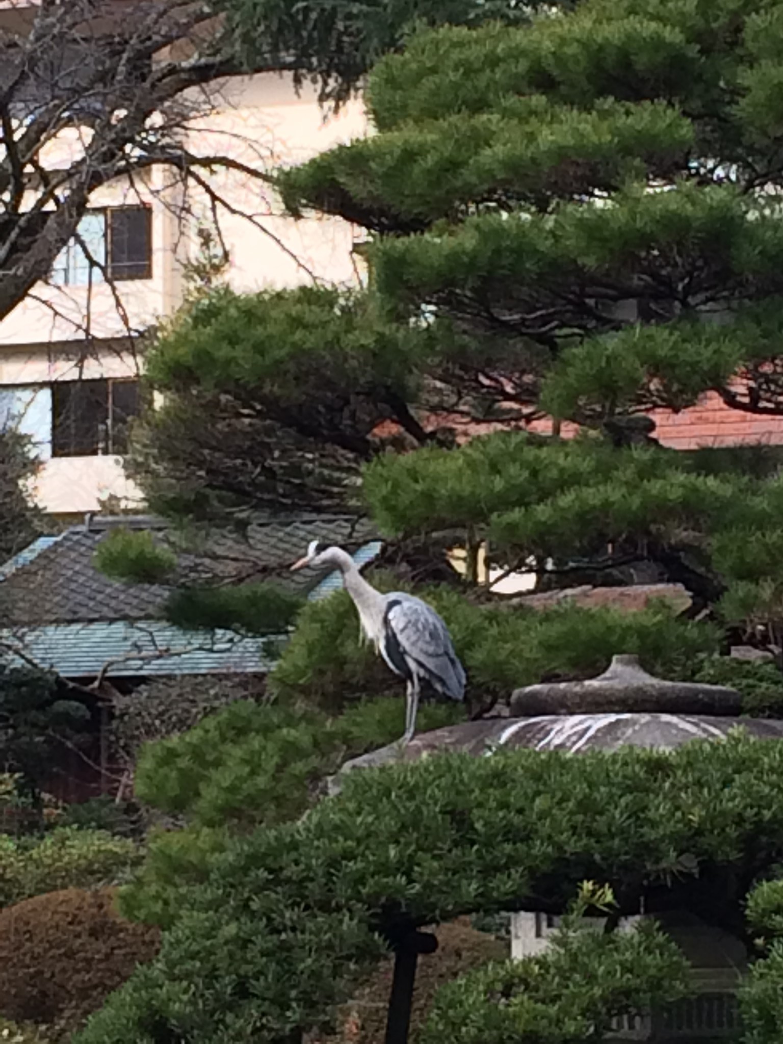 札幌自助遊攻略