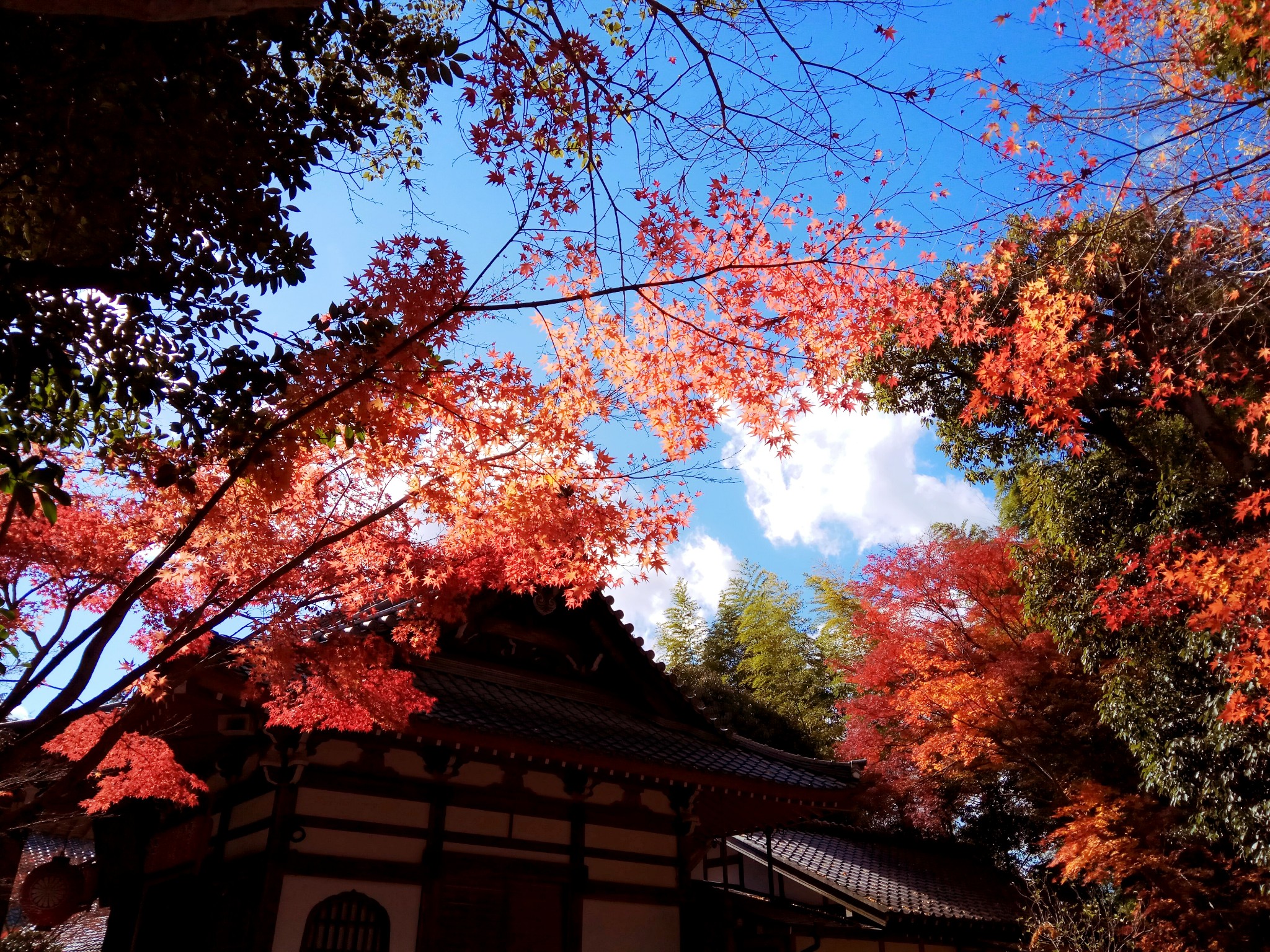 京都自助遊攻略