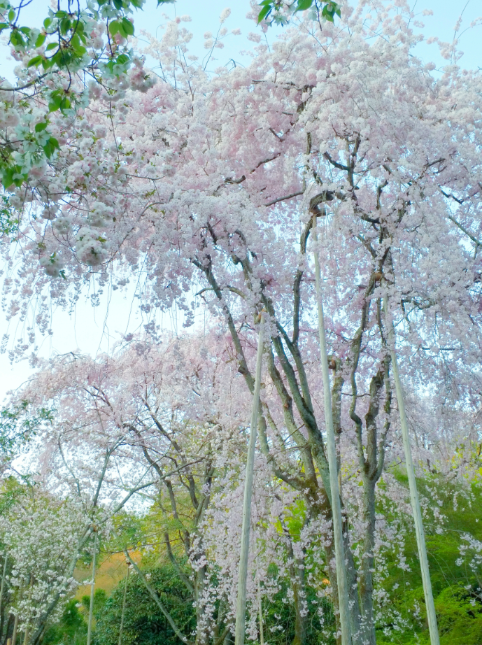 京都自助遊攻略