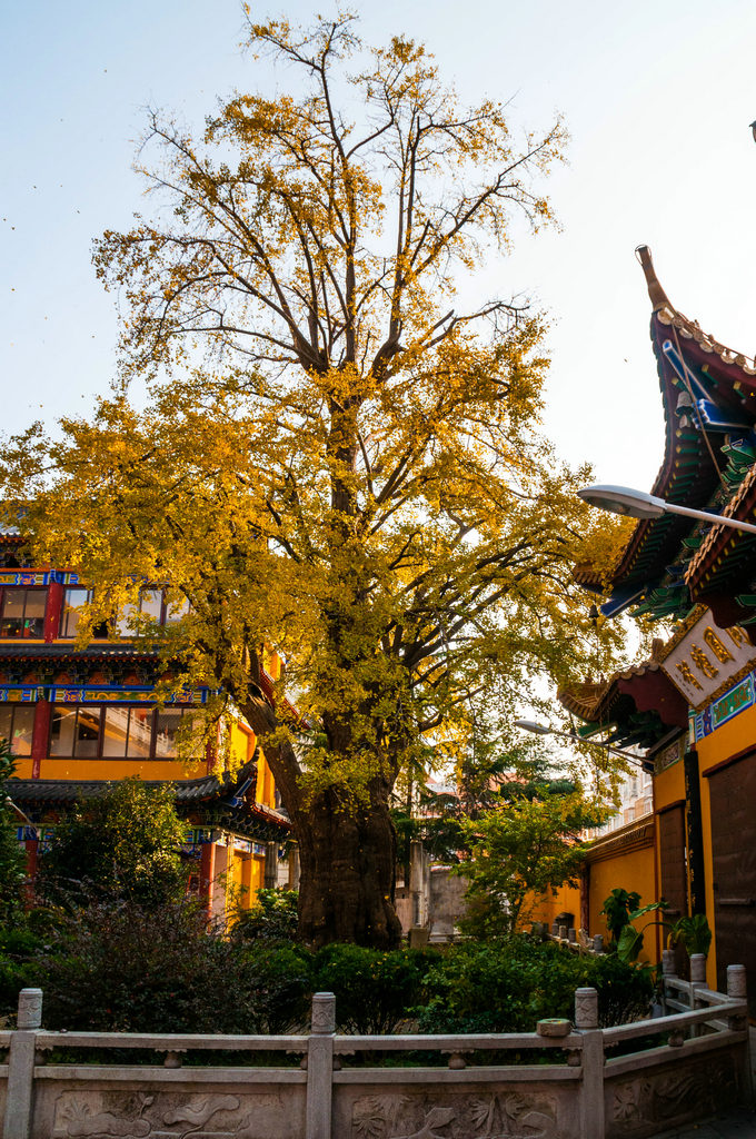 福泉古寺清凉庵岳阳路"爱"为主题的街头落叶艺术展本篇游记共含3225个