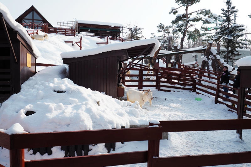 北海道自助遊攻略