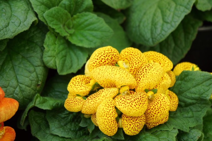 马蜂窝和蚂蚁窝有什么区别 wKgBZ1nUTluAVk2LAAfFj1RYEcU71.jpeg?imageView2%2F2%2Fw%2F680%2Fq%2F90