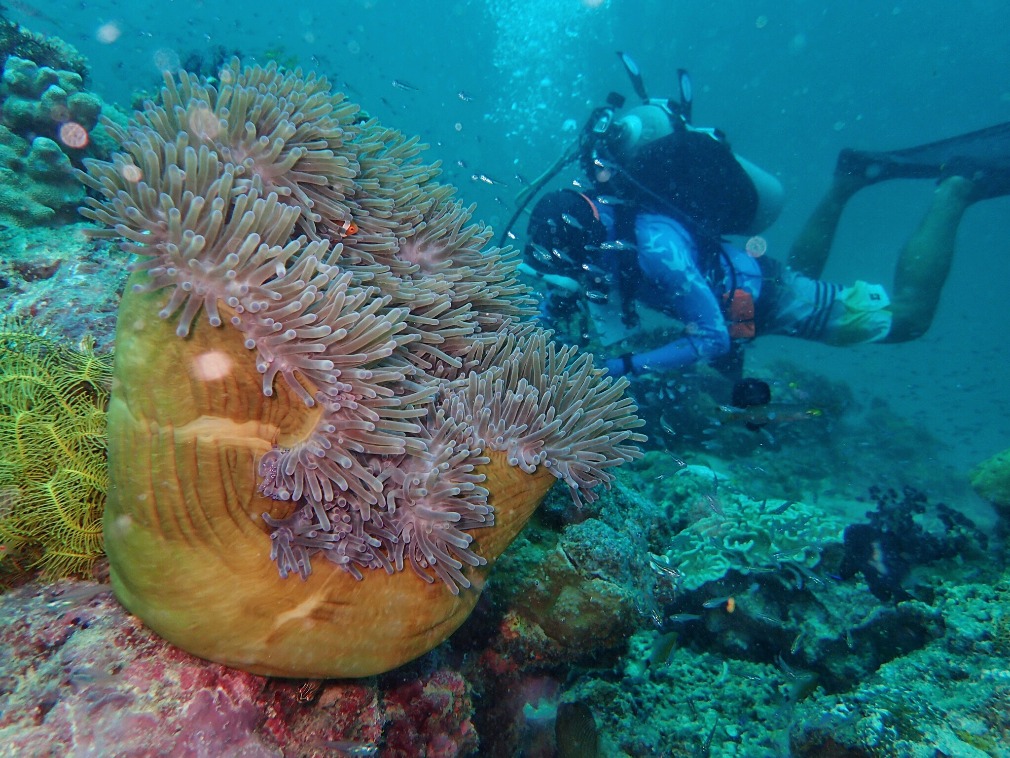 仙本那6天潜水心得带你认识海底生物