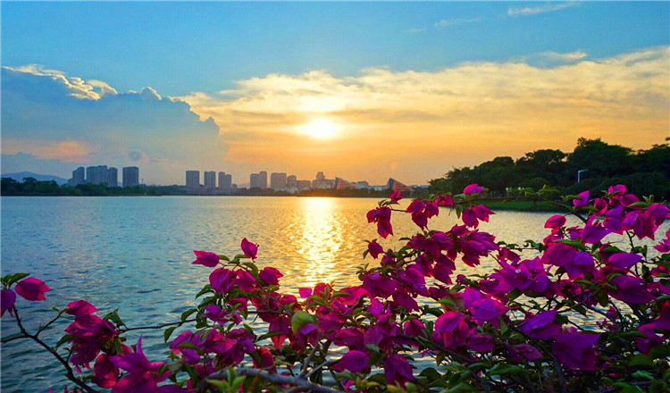 深圳 东莞松山湖 梦幻百花洲赏花纯玩一日游(东莞八景 四季花海 表演