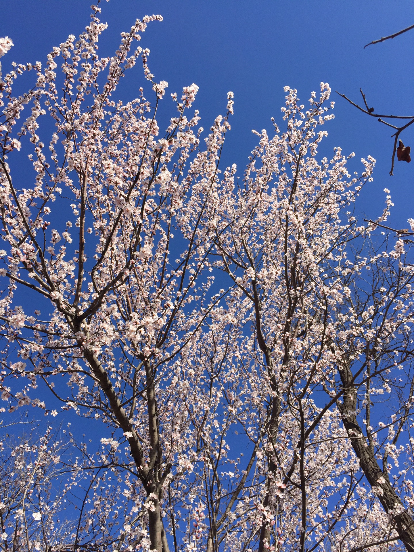 发现小而美的北京老山十里桃花