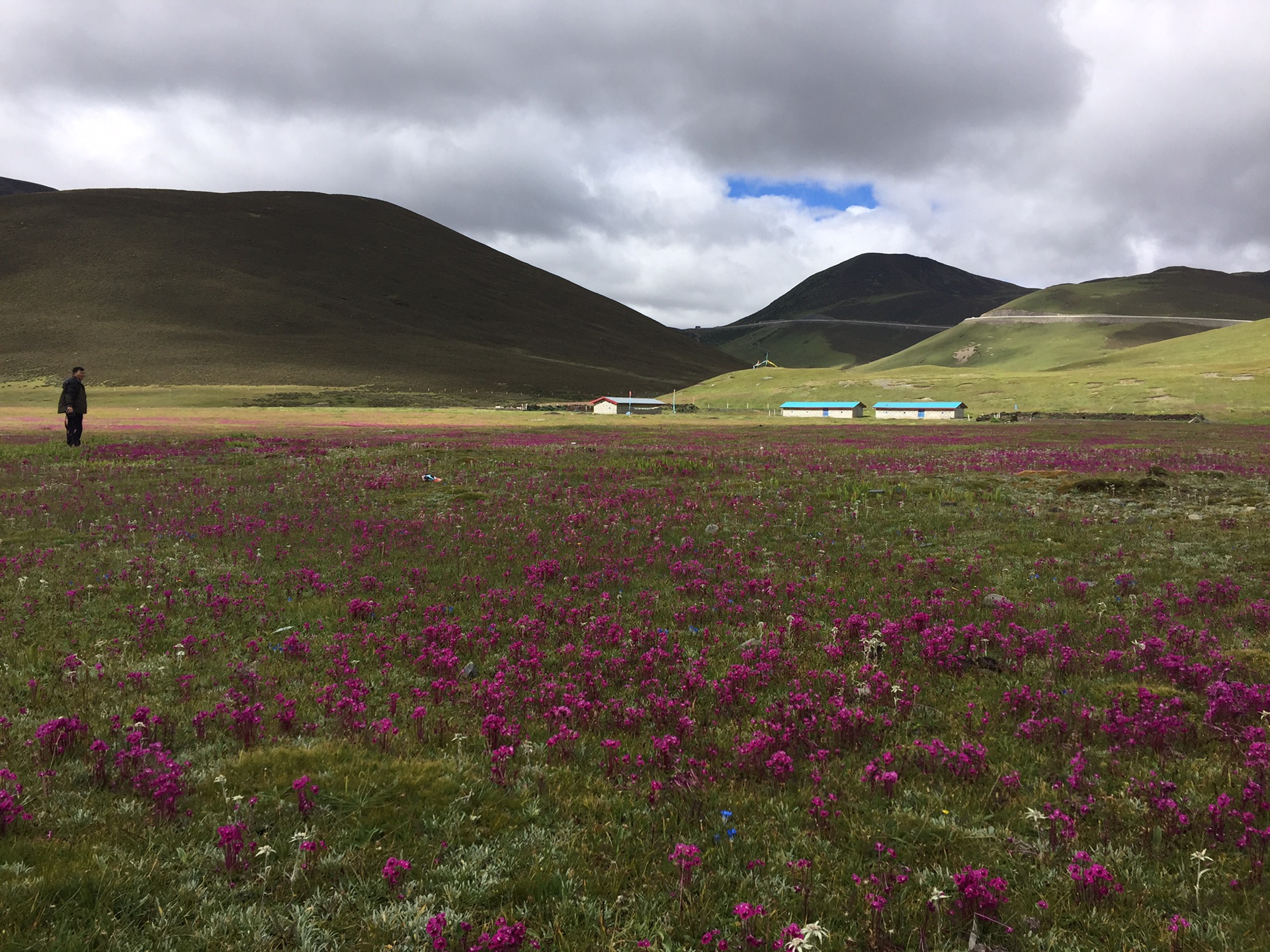 牛奶海洛绒牛场珍珠海冲古寺理塘