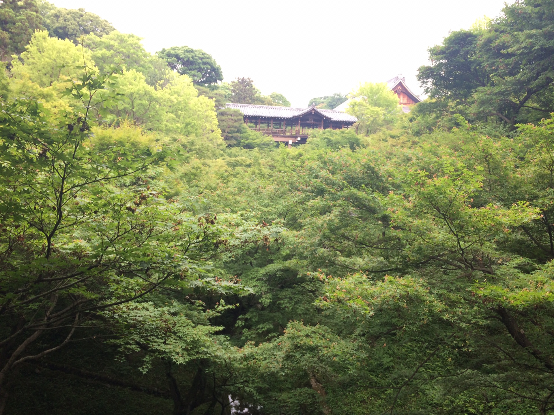 京都自助遊攻略