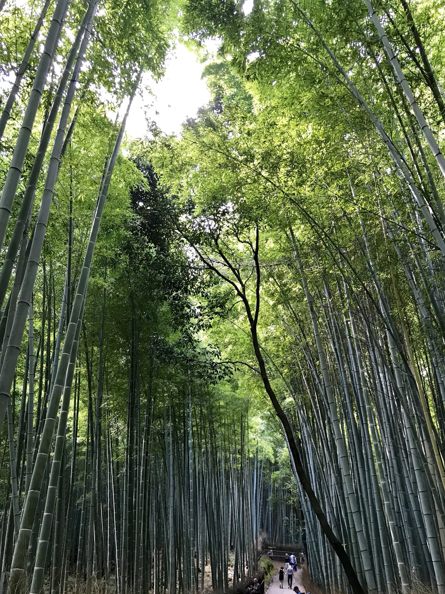 京都自助遊攻略