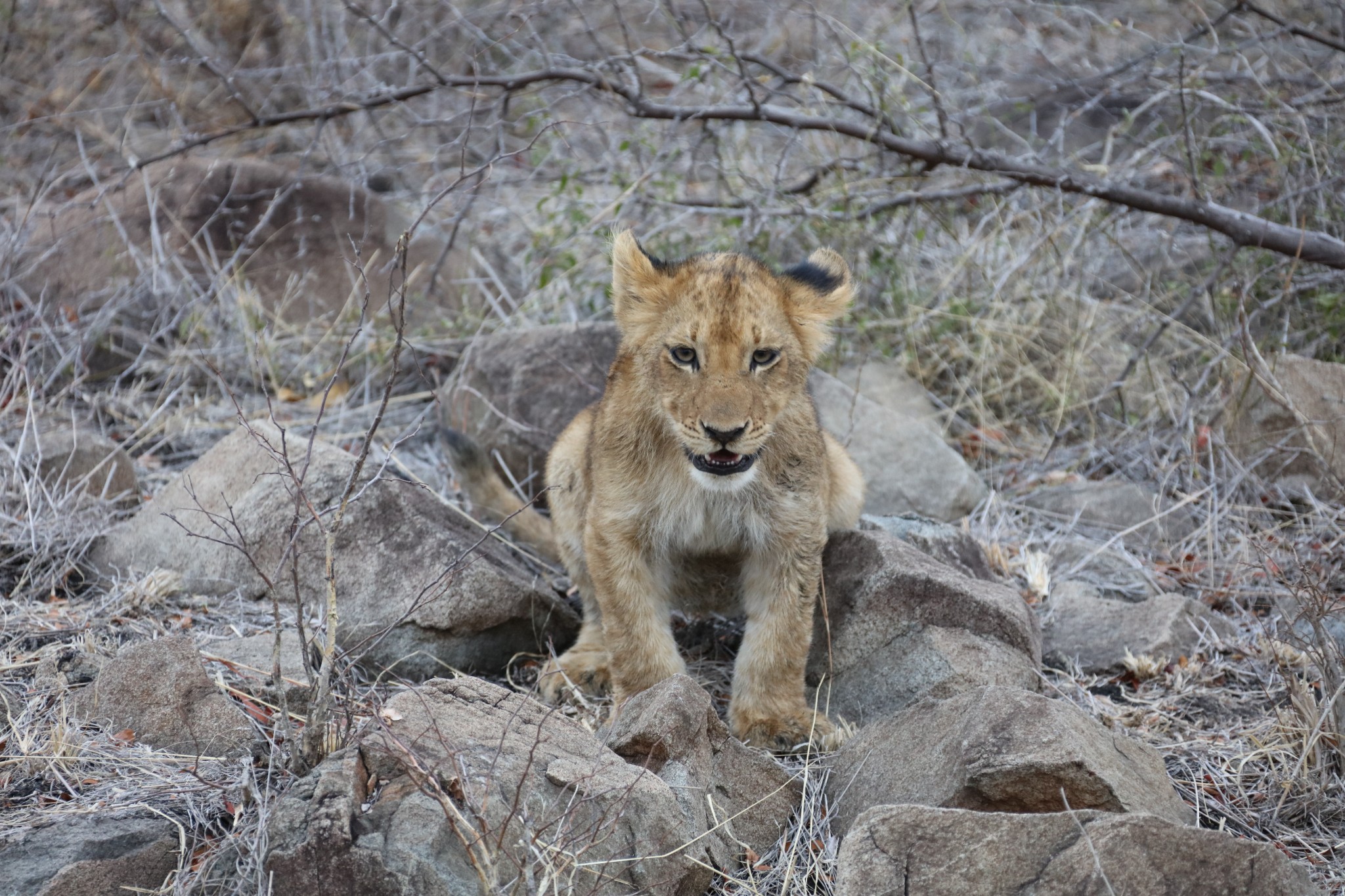 在萨比森私人保护区,乘坐路虎敞篷吉普车看动物