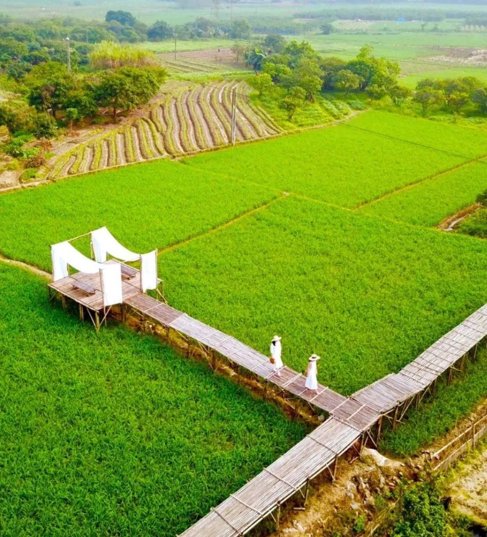 玻璃房里观星望月/增城 · 宛若故里·稻田里悬浮在稻田上的景观栈道