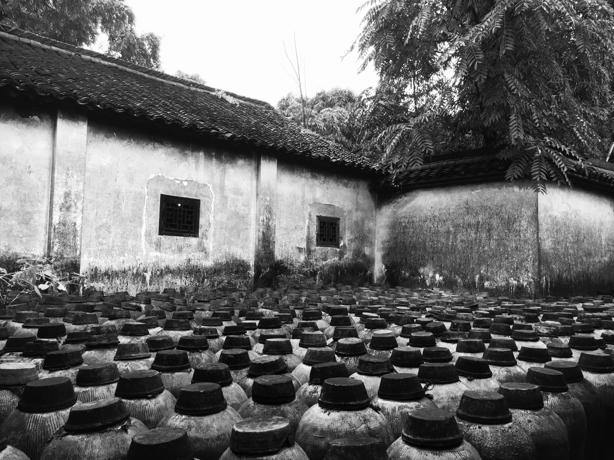 乌镇名酒.大老远便闻到醉人香气.即便不喝白酒,依然觉得香.