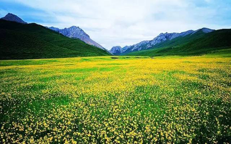 甘南 自由行攻略特色:草原花海 西梅朵合塘,意為