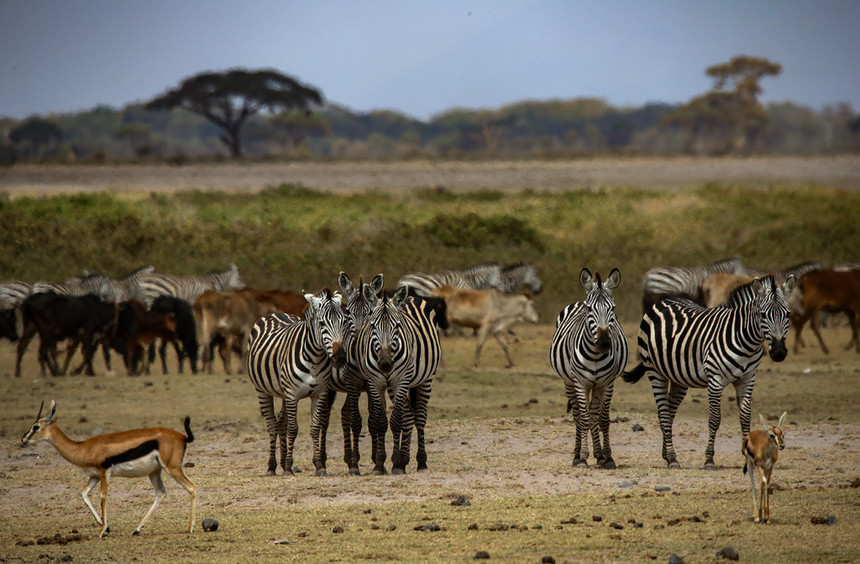 肯尼亚怎么玩?景点推荐度参考