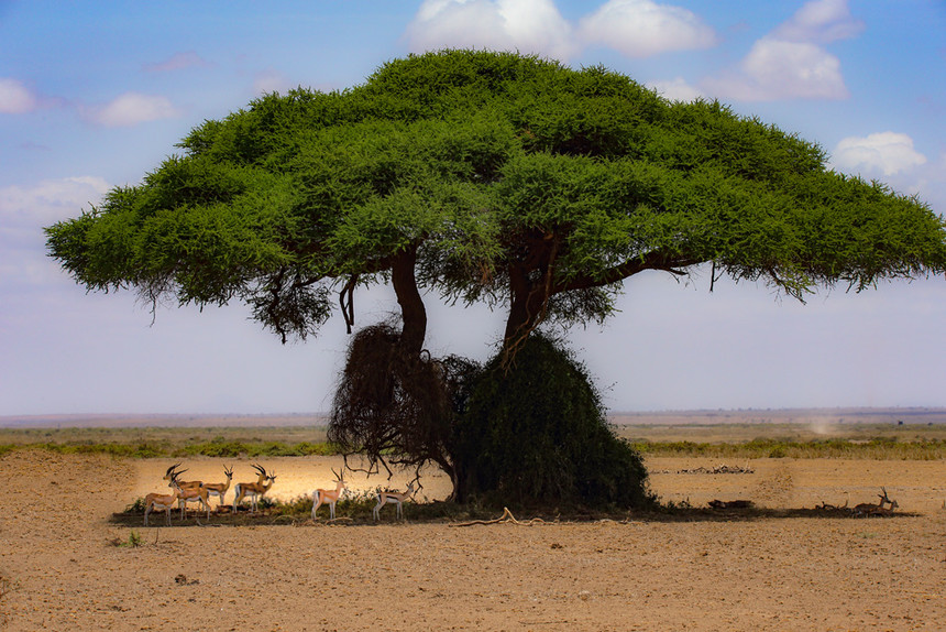 肯尼亚怎么玩?景点推荐度参考