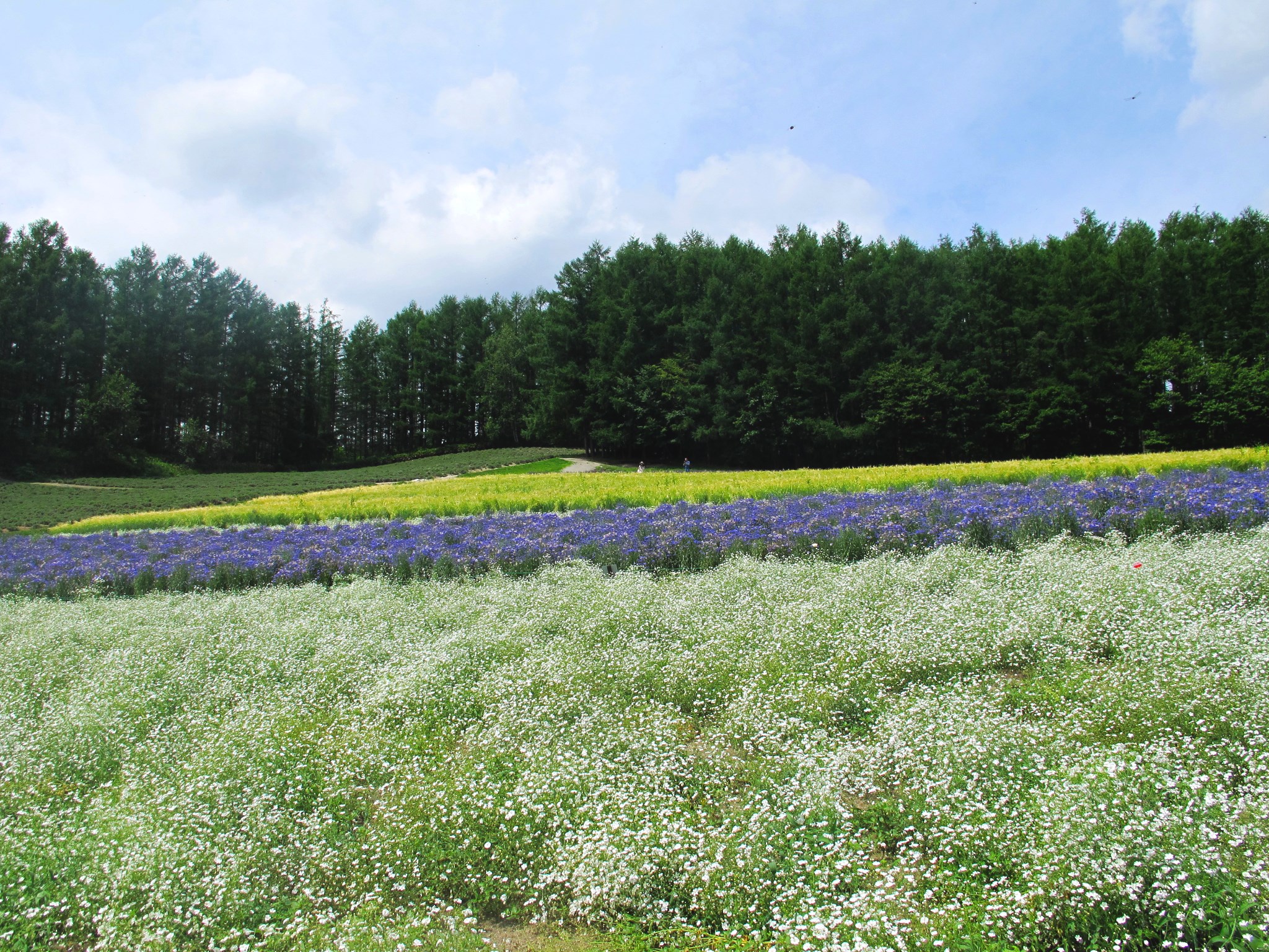 北海道自助遊攻略