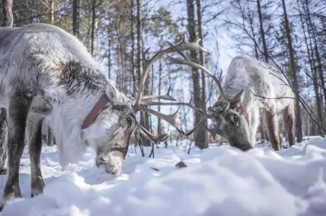 额尔古纳 一场北国国境线的冰雪狂欢