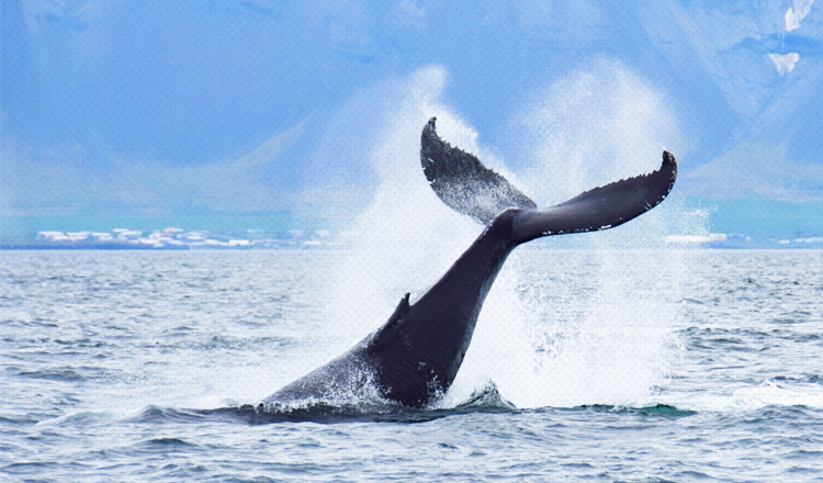台湾花莲港赏鲸豚体验 2个半小时花莲港出海看鲸鱼 欣赏花东外海沿线的迷人风光 马蜂窝